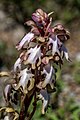 Himantoglossum robertianum Crete forma alba