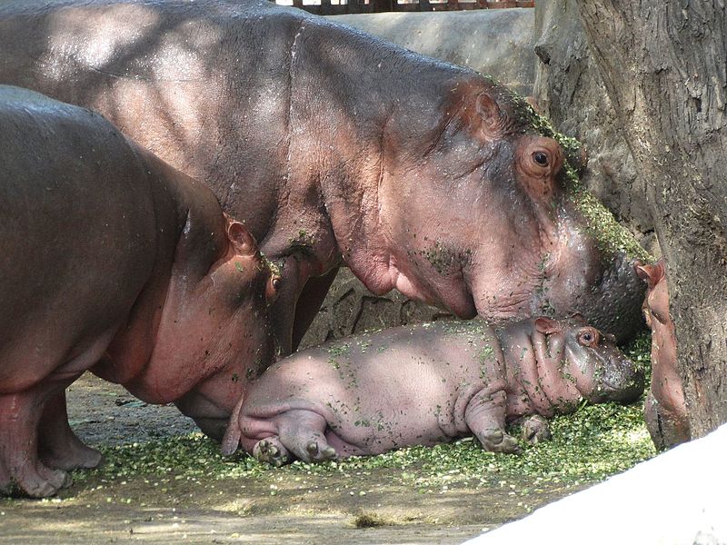 File:Hippopotamus family in Delhi Zoo.jpg