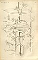 Habenaria arachnoides plate 19 in: A.A. Du Petit-Thouars: Histoire particulière des plantes Orchidées (1822)