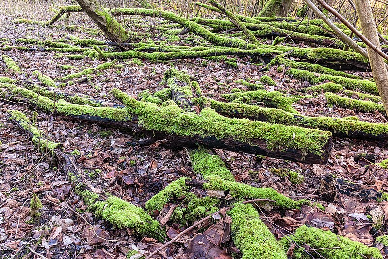 File:Hollandse Hout, natuurgebied in Flevoland. 07-02-2020. (actm.) 52.jpg