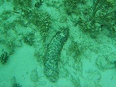 File:Holothuria mexicana Gaulin Reef 2000.jpg (Category:Holothuria mexicana)