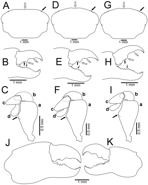 File:Holothuriophilus trapeziformis (10.7717-peerj.12774) Figure 6.png