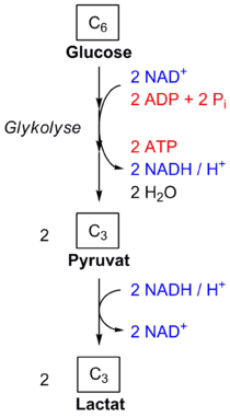 Glykolyse bilanz