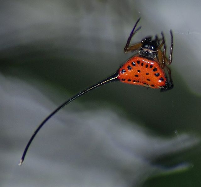 File:Horned_spider_(Gasteracantha_arcuata).cropped.jpg