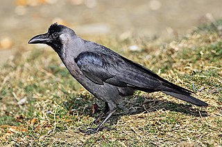 House crow species of bird