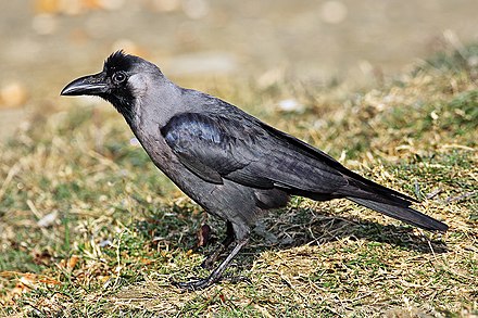 Карга это. Блестящий ворон Corvus splendens. Бангайская ворона. Отряд Воробьинообразные ворон. Corvus brachyrhynchos.