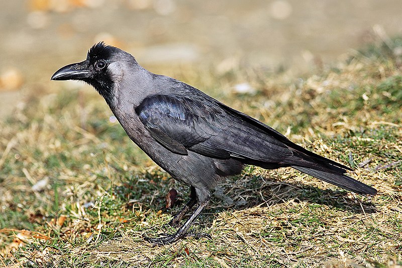 File:House-Crow444.jpg