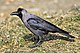 House-Crow444.jpg