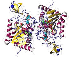 Ludzkie białko Sirt6.jpg