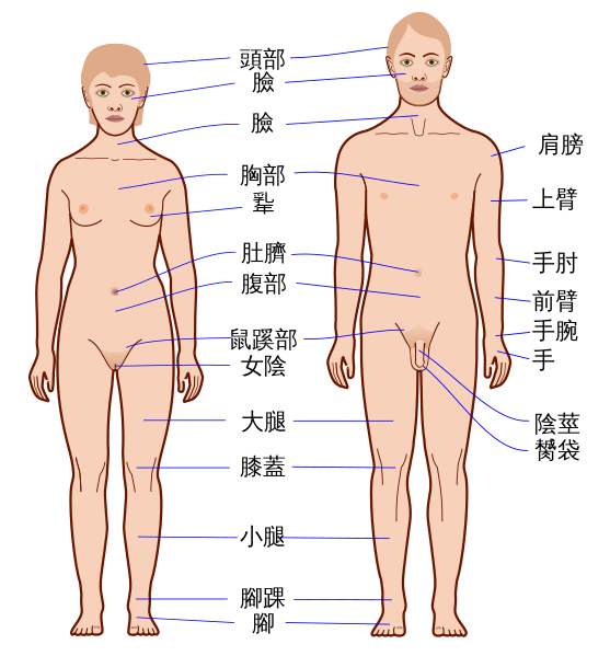 ھۆججەت:Human body features-ka.svg