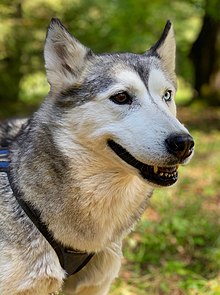 hybrid Uhyggelig sektor Siberian Husky – Wikipedia