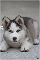 http://upload.wikimedia.org/wikipedia/commons/thumb/8/88/Husky_Puppy.jpg/130px-Husky_Puppy.jpg