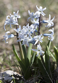 Hyacinthus orientalis