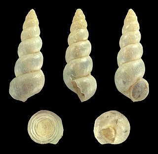 <i>Hydrobia acuta</i> Species of gastropod