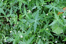 Hydrocotyle geraniifolia Monga.jpg