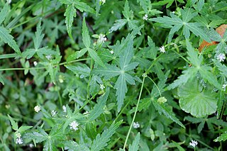 <i>Hydrocotyle geraniifolia</i> Species of flowering plant