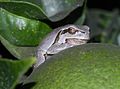 Tree frog (Hyla arborea)