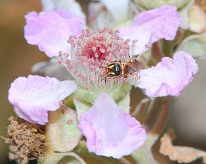 Hylaeus rubicola female 1.jpg