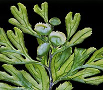 Hymenophyllum cupressiforme