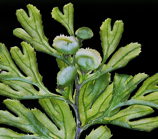 Epiphytic fern Hymenophyllum cupressiforme. Photo by DmytroLeontyev