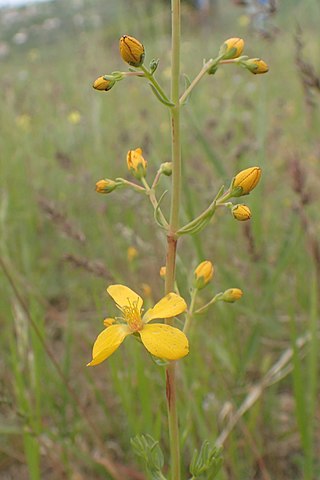 <i>Hypericum hyssopifolium</i> Species of flowering plant