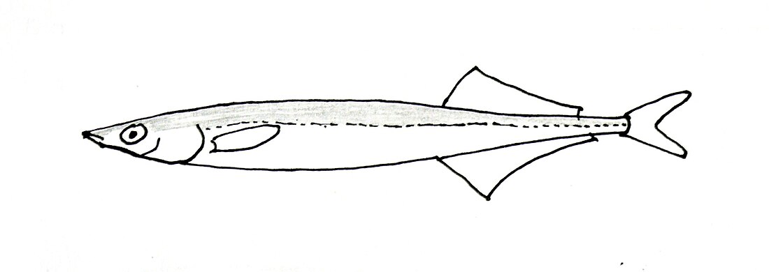 File:Hypoptychus dybowskii.jpg