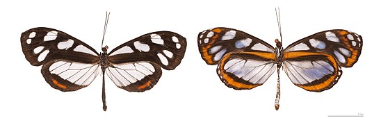 Museum specimen ♂ Both sides