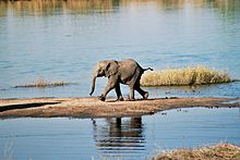 A baby African bush elephant on the banks of the Chobe River Ian 708 03 Baby Elephant, Chobe River, Botswana.jpg