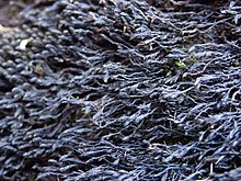 Icy Rock-moss imported from iNaturalist photo 179998068 on 20 April 2022.jpg