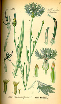 Illustration_Centaurea_cyanus0.jpg