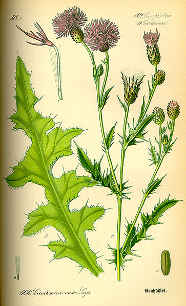 File:Illustration Cirsium arvense0.jpg