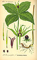 Paris quadrifolia plate 109 in: Otto Wilhelm Thomé: Flora von Deutschland, Österreich u.d. Schweiz, Gera (1885)