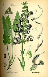 Botanische tekening in een Duitse flora uit 1885