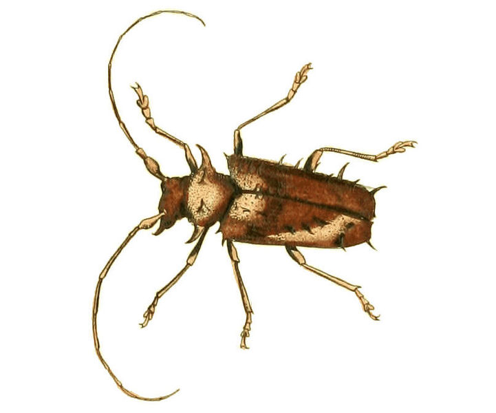 File:Illustrations of Exotic Entomology Lamia Spinosa.jpg