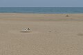 Beach near Chennai, Tamil Nadu