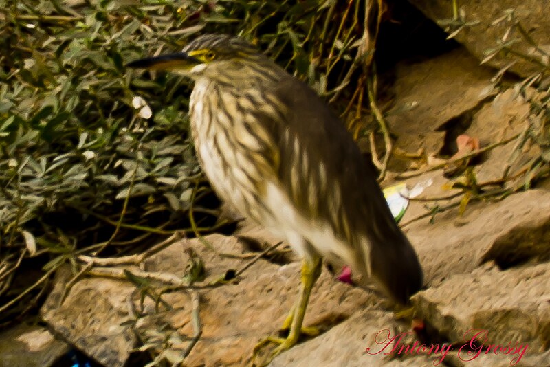 File:Indian Pond Heron (6822476706).jpg