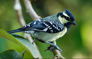 Indian black-lored tit.jpg