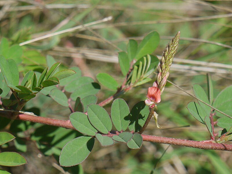 File:Indigofera hendecaphylla (4745576012).jpg