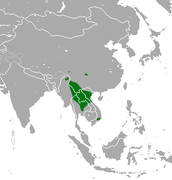 Indochinese Shrew area.png