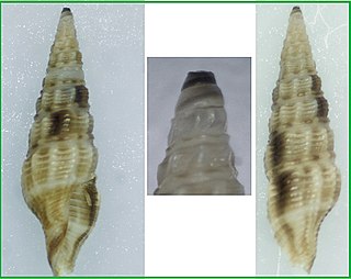 <i>Inquisitor vulpionis</i> species of mollusc