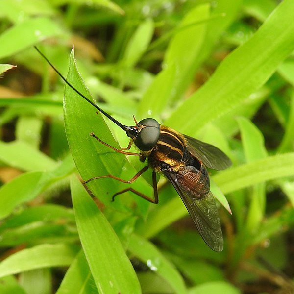 File:Insects from Madayipara DSCN2251.jpg