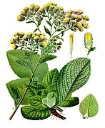 Inula conyzae - Köhler–s Medizinal-Pflanzen-192.jpg