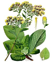 Ploughman's-spikenard (Inula conyzae) Inula conyzae - Kohler-s Medizinal-Pflanzen-192.jpg