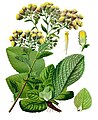 Ploughman's Spikenard