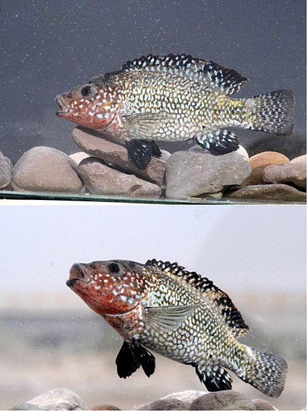 File:Iranocichla persa.jpg