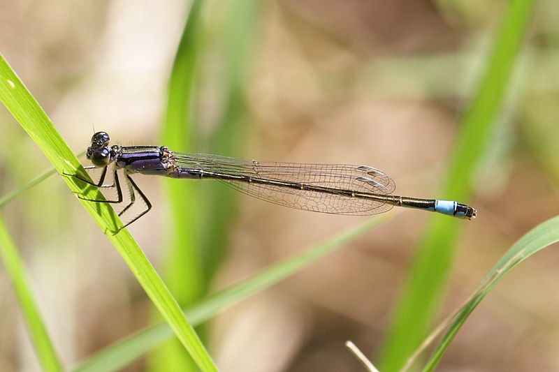 File:Ischnura elegans - Niederösterreich.jpg