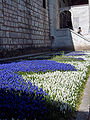 garden with blue and white cultivars in the Topkapi palace, Istanbul