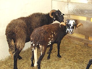 <span class="mw-page-title-main">Istrian milk</span> Breed of sheep