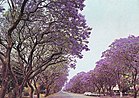 Jacaranda trees in Montagu Ave, Harare, Zimbabwe in 1975.jpg