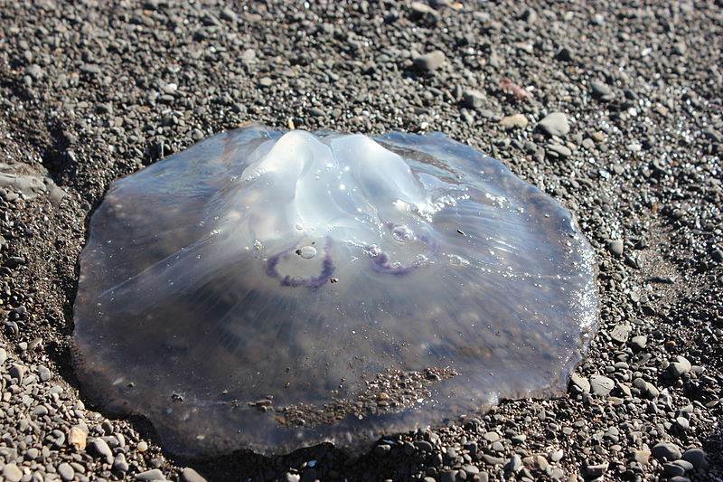 File:Jellyfish on the beach in Bolinas, California.JPG